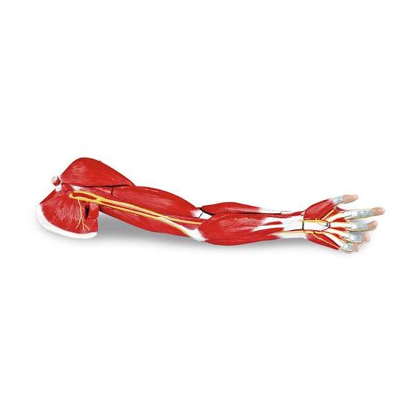 Arm Muscle Model Anatomical Life-Size Ea